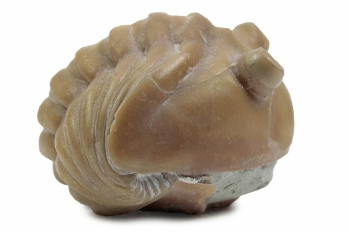 Bargain, Enrolled Fossil Asaphus Expansus Trilobite - Russia #363220